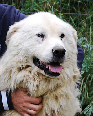 testa di mastino abruzzese adulto